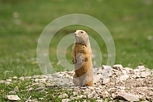 Very cute black tailed prairie dog