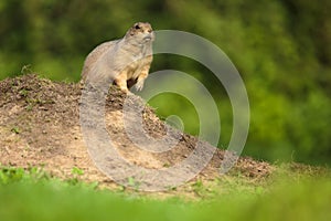 Very cute black tailed prairie dog