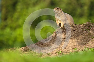 Very cute black tailed prairie dog