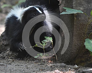 Very Cute Black and White Skunk in Nature