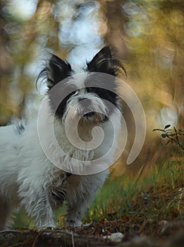 A very cute black and white small mix-breed dog in nature