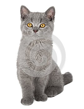 Very cute blue british shorthair kitten