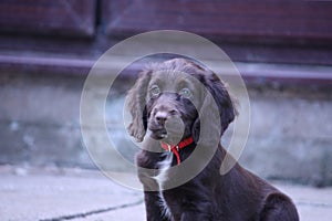 A very cute brown working type cocker spaniel pet gundog puppy