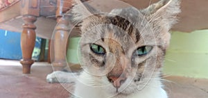 very cute cat head and sharp eyes