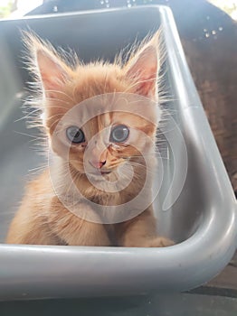 very cute cat looking at the camera