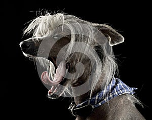 Very cute chinese crested dog yawning in black background