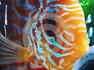 Very cute close-up discus fish photo shot clear water high quality high definition fresh water clean aquarium best community style