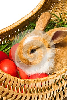 Very cute Easter bunny