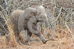 Very cute elephant cub