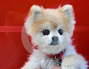 Cute Female Pomeranian Puppy Red Background