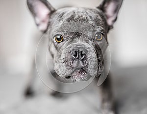 Very cute French bulldog dog looking worriedly at the camera