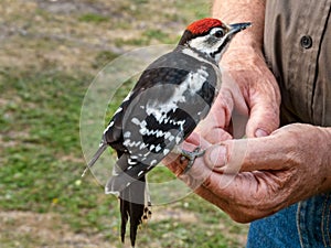 Very cute and friendly young fledgeling great spotted woodpecker