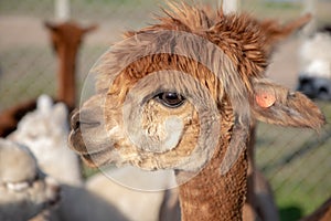 Very cute funny brown alpaca with cute expression on his face. Life on farm. Natural materials .Beautiful animals . Summer