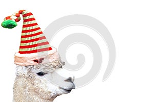 Very cute and funny christmas animal alpaca wearing a elf hat isolated on a empty white background