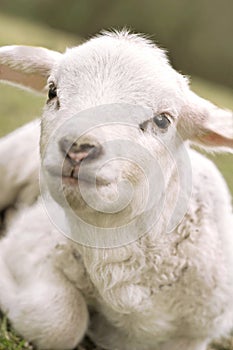 Very cute lamb