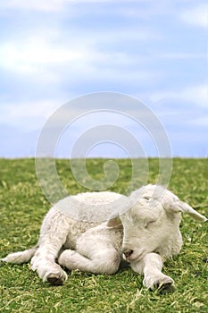 Very cute lamb in the grass