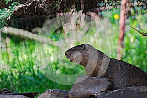 Very cute little wild woodchuck