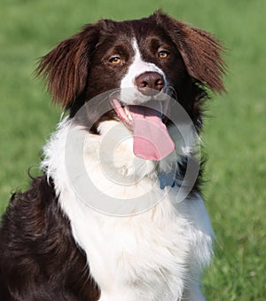 Very cute liver and white collie cross springer spaniel pet dog