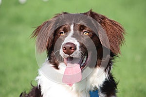 A very cute liver and white collie cross springer spaniel pet dog