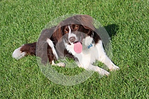 A very cute liver and white collie cross springer spaniel pet dog