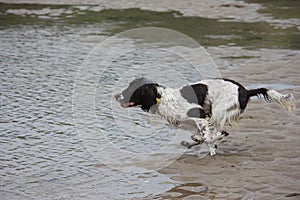 A Very cute liver and white working english springer spaniel pet g