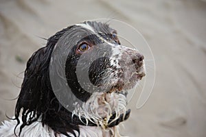 Very cute liver and white working english springer spaniel pet g