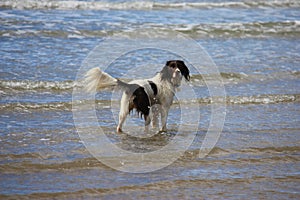 A Very cute liver and white working english springer spaniel pet g