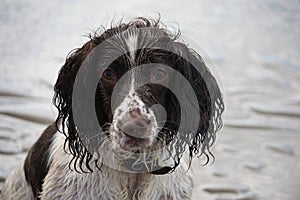 Very cute liver and white working english springer spaniel pet g