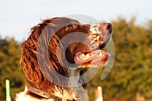 a very cute liver and white working type english springer spaniel pet gundog