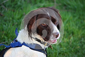 a very cute liver and white working type english springer spaniel pet gundog