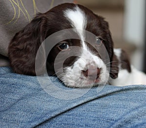 A very cute liver and white working type english springer spaniel pet gundog