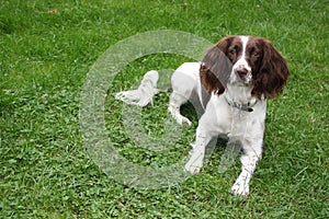 A very cute liver and white working type english springer spaniel pet gundog puppy