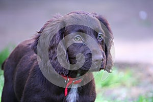 A very cute liver working cocker spaniel pet gundog