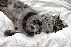 Very cute long haired black and brown tabby cat lying on a white background