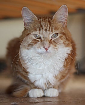 Very cute long haired ginger tabby cat with white front coat