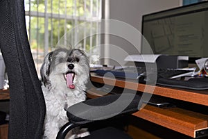 A very cute parti colored black and white female havanese dog is bored in office