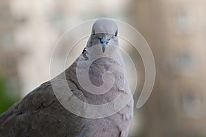 Very cute pigeon looking at camera