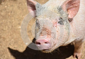 Very Cute Pink Hog on a Farm