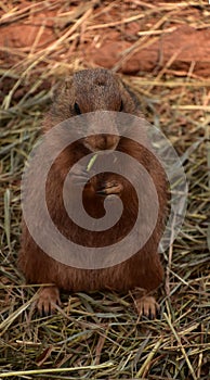 Very Cute Prairie Dog Alert and Attentive