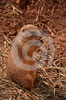 Very Cute Prairie Dog Eating Dry Grasses