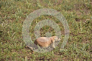 Very Cute Prairie Dog on a Prairie