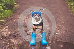 cute puppy, a dog in a hat and rubber boots is standing in a puddle and looking at the camera. Theme of rain and autumn