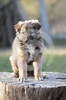 A very cute puppy in a sitting position