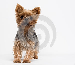Very cute puppy of the Yorkshire Terrier