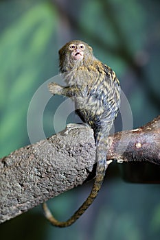 very cute pygmy marmoset