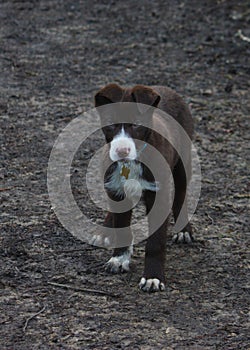 Very Cute red and white border collie puppy dog pet