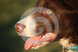 Very Cute red and white border collie puppy dog pet