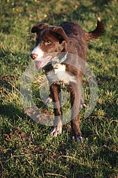 Very Cute red and white border collie puppy dog pet