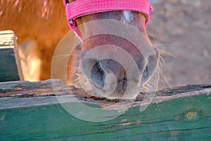 A very cute shetland pony horse standing on soil in its barn covered by fences made of wooden material.