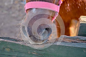 Sehr Niedlich ein Pferd stehen auf der Boden sein Scheune bedeckt entsprechend zäune gemacht aus hölzern 